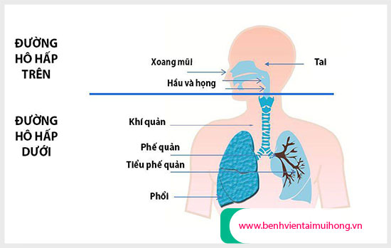 Đường hô hấp trên và đường hô hấp dưới