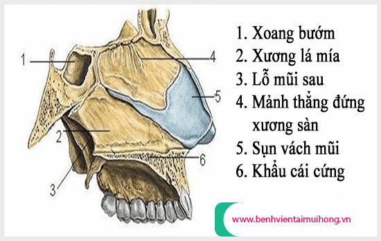 Thông tin giải phẫu mũi xoang cần nắm