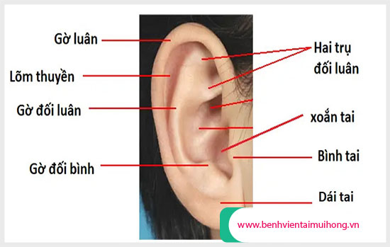 Cấu tạo của vành tai theo giải phẫu học