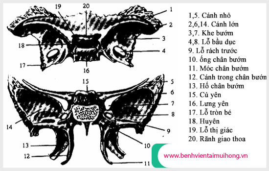Thông tin giải phẫu học về xương bướm